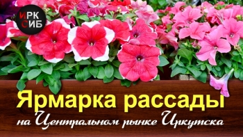 Ярмарка рассады на Центральном рынке Иркутска